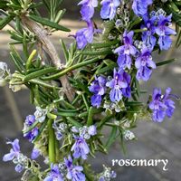 ローズマリー,ローズマリー,キチョウ（黄蝶）,ハーブ,ベランダガーデンの画像