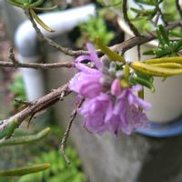 ローズマリー,ローズマリー,ローズマリー,花言葉,今日のお花の画像