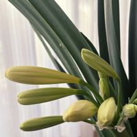 クンシラン,鉢植え,リビング・ダイニングの画像