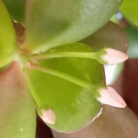 イチゴ,かねのなる木,金のなる木 花月,金曜日の蕾たち…,金曜日の蕾たちの画像