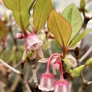 ボルネオソケイ,フルーツセージ,コヤスドウダン,ハーブ,温室の画像