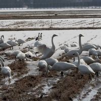 バラ,ユリ,南アフリカ,キュンキュン乙女倶楽部,HTCの画像