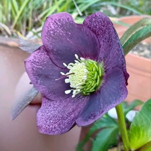 クリスマスローズ,クリスマスローズ,レンテン・ローズ,実生,種からの画像