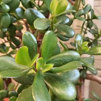 金のなる木,花のある暮らし,玄関前,お花大好き♡,クリスマスロ―ズの画像