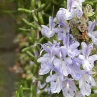 オレガノ,スペアミント,ローズマリー,アロマティカス,コモンタイムの画像