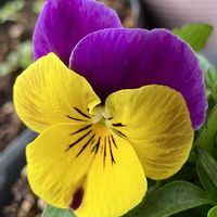 ビオラ・パンジー,#ガーデニング,エクステリアの画像