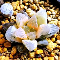 ハオルチア,ハオルチア オブツーサ,多肉植物,ハオルチア属,多肉大好きの画像