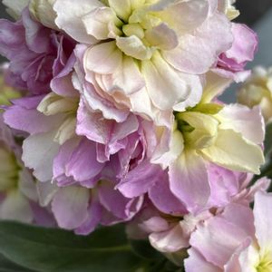 八重咲きストック,ナチュラルガーデン,冬を楽しむ,お庭の花たち,花と暮らすの画像