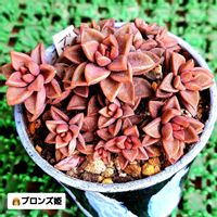 グラプトペタルム　ブロンズ姫, ブロンズ姫,グラプトペタルム,挿し芽,植物男子ベランダーの画像