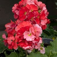 プリムラ・オブコニカの画像