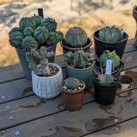 ユーフォルビア バリダ,ユーフォルビア・オベサ,ユーフォルビア メロフォルミス,ユーフォルビアバリダ,ユーフォルビアの画像