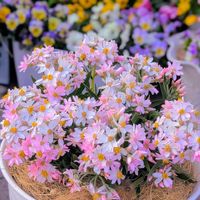 ヘリクリサム,ヘリクリサム,ヘリクリサム ローズビューティー,ヘリクリサムローズビューティー,ガーデニングの画像