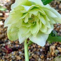 クリスマスローズ,ツクシの画像