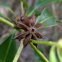 シキミ,シキミ,シキミの実,シキミの蕾,冬芽の画像