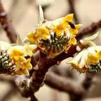 ミツマタ,黄色い花,神奈川県,ジンチョウゲ科,２０２０年５月同期の画像