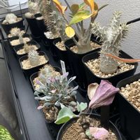 パキポディウム・グラキリス,オトンナ ヘレー,塊根植物,オトンナ　ユーフォルビオイデス,和室の画像