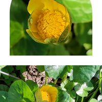 ヒメリュウキンカ,ヒメリュウキンカ,リュウキンカ,マイガーデン,毎年咲くの画像