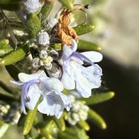 シバザクラ,モクレン,ローズマリーの画像