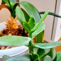 金のなる木,君子蘭の画像