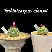 Turbinicarpus alonsoi,金曜日の蕾たち,窓辺の画像