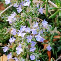 ローズマリー,レースラベンダー,スワッグ,ベランダガーデニング,ご近所の画像