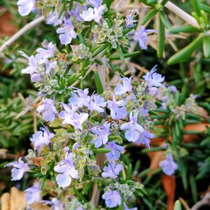 ローズマリー,レースラベンダー,スワッグ,ベランダガーデニング,ご近所の画像