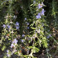 ローズマリー,ヒメジョオン,ハーブ,地植え,ガーデニングの画像