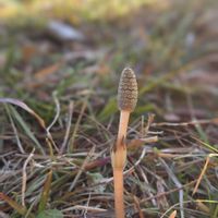 ツクシ,シダ植物,友人からの画像