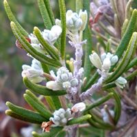 ノースポール,ノースポール,ローズマリー,ローダンセマム,ローダンセマム マラケッシュの画像