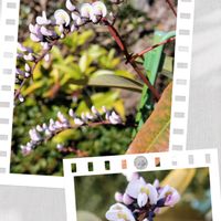 ハーデンベルギア,チーム愛知,すずガーデンの画像