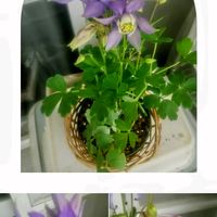 オダマキ,東向ベランダ,金曜日の蕾たちの画像