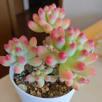 乙女心,乙女心,多肉植物の画像