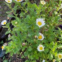 ノースポールの画像