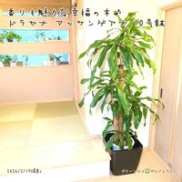 ドラセナ,幸福の木,マッサンゲアナ,ドラセナ・マッサンゲアナ,ドラセナ マッサンゲアナ(幸福の木)の画像