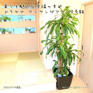 ドラセナ,幸福の木,マッサンゲアナ,ドラセナ・マッサンゲアナ,ドラセナ マッサンゲアナ(幸福の木)の画像