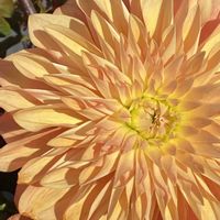 ダリア,ダリア,ダリア,ダリア,iphone11の画像