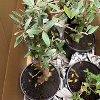 オリーブの画像