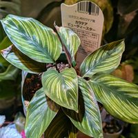 カラテア,カラテア・ビューティースター,観葉植物,熱帯植物,植物のある暮らしの画像