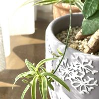 オリヅルランの画像