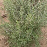 ローズマリー,ビオラ,バラ ブラスバンド,リース,今日のお花の画像