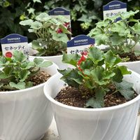 サントリー　セネッティ,セネッティ,花と生きるサントリー,サンフラマニア,サンフラびとの画像