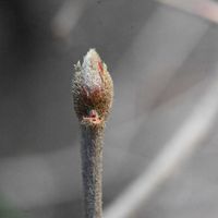 ガマズミ,ガマズミ の実,果実,山野草,花散歩の画像