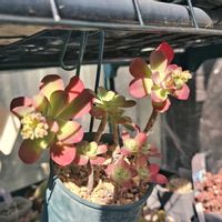 セダム,火祭り,薄化粧,多肉植物,クラッスラ属の画像