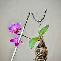 胡蝶蘭,胡蝶蘭,寒さに弱い,ラン科,多年草の画像