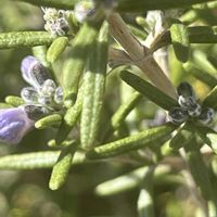 月桂樹,ローズマリー,ローズマリー,ハーブ,今日のお花の画像