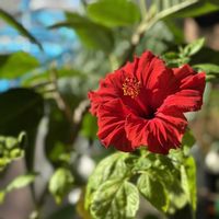 ハイビスカス,ハイビスカスの画像