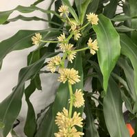 ドラセナ,会社の癒しの画像