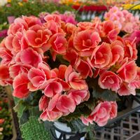 アルメリア,キンセンカ,キンセンカ,デージー,デージーの画像