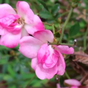 ミニバラの画像