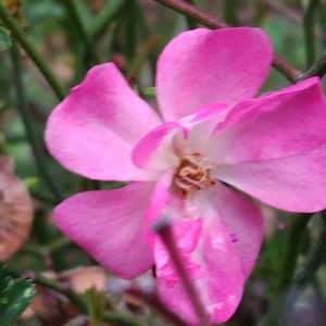 ミニバラの画像